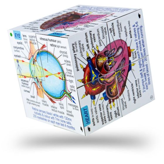 Human Body Cube Book